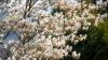 This Beautiful Flowering Tree Rewards Gardeners With An Overlooked Delicious Berry