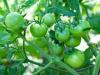<b><strong>Why Aren’t My Tomatoes Ripening? Gardening Pros Explain</strong></b>