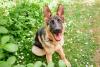 Shy German Shepherd Goes From Ignored to the Life of the Game