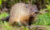 Rabid groundhog underneath parked car attacks child in Pennsylvania