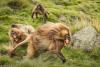Conservation group urges Ethiopia to halt planned culling of Baboons at Nech Sar National Park