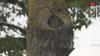 4 more cases of Dutch Elm Disease identified in Edmonton