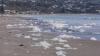 ‘Most Toxic’ Algae Bloom Ever Is Killing Millions Of Animals In Cold-Water Australia