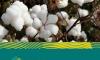 Afreximbank Says Cotton Outperformed Agricultural Commodities in H1 2026