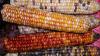 Traditional Diné food helps those suffering from heart failure, Navajo Nation study shows