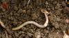 Colorado faces invasion of Asian jumping worms as officials warn they can gut soil