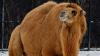 Detroit Zoo bactrian camel Suren, 18, dies