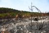France's devastating fires now 'under control' – PM