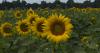 Sunflowers Bloom Across Battles Farm Campus in Girard