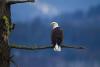 Bald eagle populations a great success story, photo subject