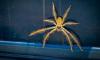 Australia driver pleads guilty after claiming 'huntsman spider' caused reckless driving
