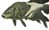 Pound for Pound, Carp Are the Best Fighters in the Fishing World