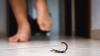 2 guests say scorpions stung them at the same Las Vegas hotel