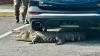 North Carolina officers free alligator stuck under car at bank drive-thru