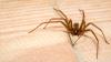 'Shown up in every corner of our home': Arkansas woman documents brown recluse problem