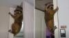 Illinois family rushes to stop 'intruder,' finds raccoon opening garage door