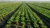 Lettuce farmers plow crops back into soil as cyclosporiasis fears tank demand for fresh greens