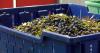 Maine celebrates annual Wild Blueberry Weekend