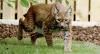 Lynx Rescued in War-torn Ukraine Walks on Grass for the First Time (WATCH)
