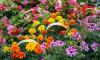 Britons with green fingers are drawn overwhelmingly to brightly-coloured flowers - with red the most popular