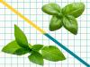 Your Recipe Calls for Basil. But Which Kind Does It Really Need?