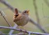 Can you solve 25 real 'Jeopardy!' clues about animals?
