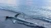Sharks caught on video off shore in St. Lucie County, Jupiter