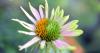 In the Garden | Disease detectives