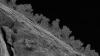 Beneath Michigan, ancient rock and water teem with fungi, 'water bears,' and tiny worms