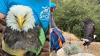 California bald eagle showed signs of electrocution, then soared free after months of rehab