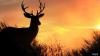 New regulations Minnesotans should look out for this hunting season