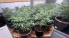 Vietnamese couple brought to NZ to run cannabis grow house in Auckland served with deportation orders