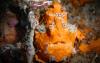 US Government Announces Plans to Lease Deep-Sea Mining Rights in American Samoa