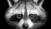 It's the Official 'Jimothy Summer' As Bizarre but Lovable Raccoon Takes Over the Internet