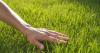 Lawns will grow back greener and healthier if gardeners stop doing 1 common task