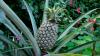 Australian farmers in trade dispute over pineapple import plan