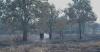 French PM says wildfires “under control”