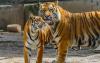 Kazakhstan Prepares for First Wild Tiger Release as Reintroduction Project Enters Defining Stage