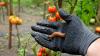 Leave Harsh Chemicals Behind: There's An Organic Amazon Find That Kills Slugs And Snails