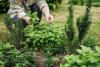 The 3 Best Ways to Preserve Garden Herbs Before Cold Weather Arrives