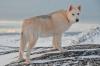 Pet Talk: What is the oldest dog breed?