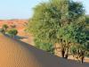 Abu Dhabi launches 10m-seed desert restoration drive
