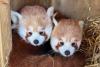 Britain's red panda sisters head to France to help save their species