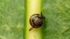 On Australia's Norfolk Island, 1,000 snails thought extinct for decades get a new home
