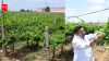 Crushing realty squeezes Hyderabad’s once-flourishing vineyards