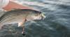 Upstate Sportsman: Heavy metal fishing