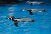 Budapest Zoo Takes Extra Measures to Protect Animals During Summer Heat Waves