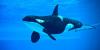 Orcas Suddenly Join Snorkelers in an Unforgettable Encounter