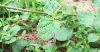 This common herb in the backyard is a powerhouse of liver and kidney health