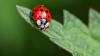 Gardeners urged to attract ladybirds to their garden for vital reason